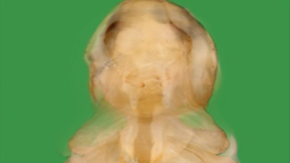 Der Avatar von Yana Zschiedrich transformiert sich zu einer Nymphe bzw. Puppe eines Mehlwurms
