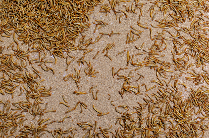 Mehlwürmer auf Mehlwurmkot in der Installation „Hybris“ von Yana Zschiedrich