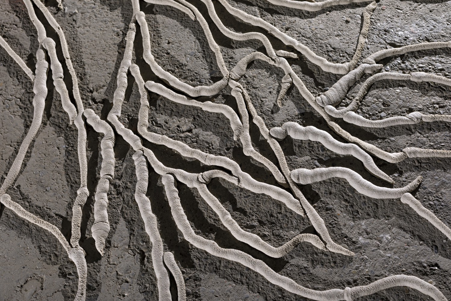 Organically branching, worm-like structures made of GEOBRIS TEN-25-01-A, 3D-printed in pasty layers on a dark ground – inspired by the burrows of the mealworm.