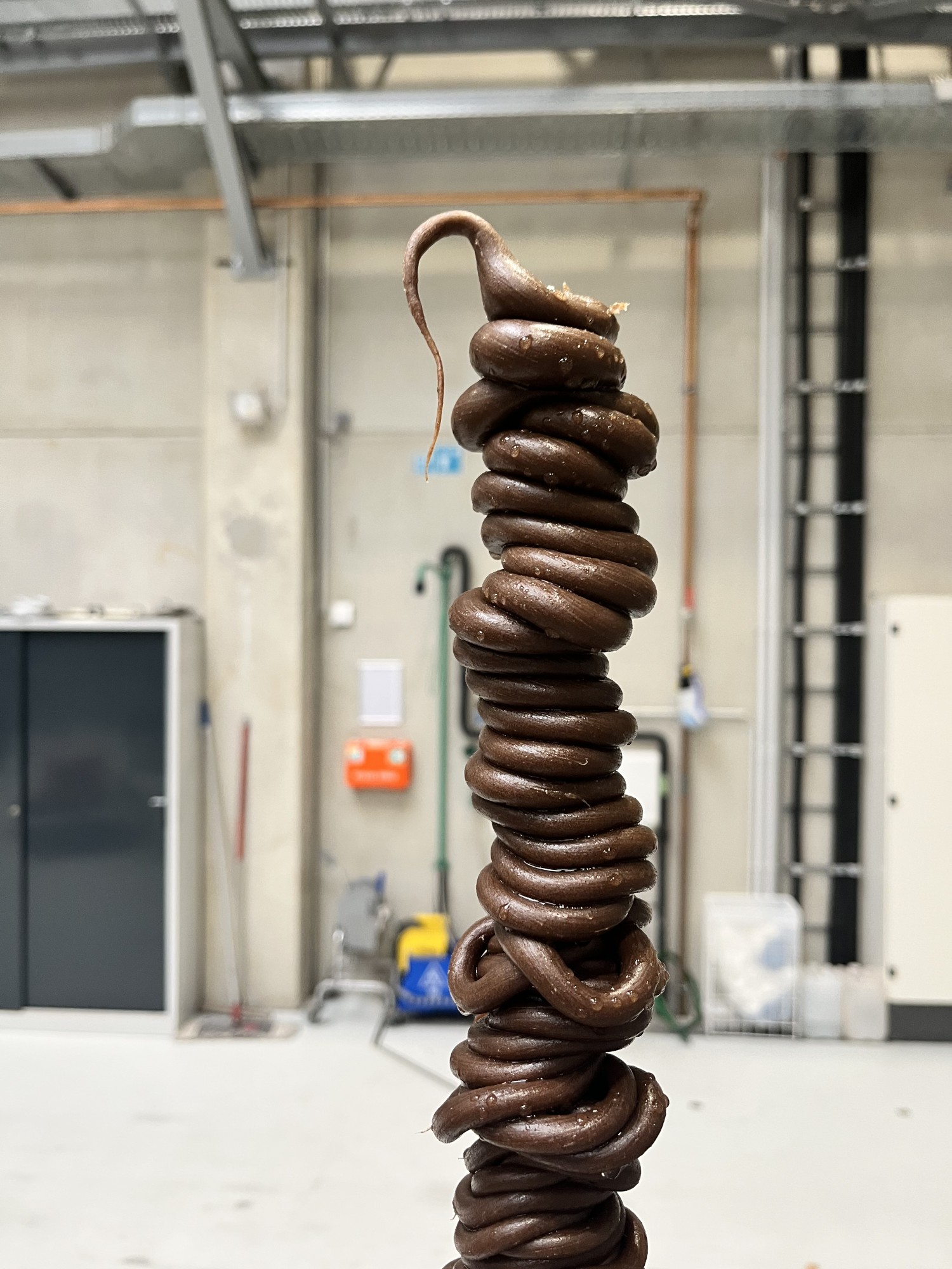 A brown lump made from the new GEOBRIS formulation. Mealworm frass bound with a bio-plastic. GEOBRIS is a speculative material system developed by Yana Zschiedrich.