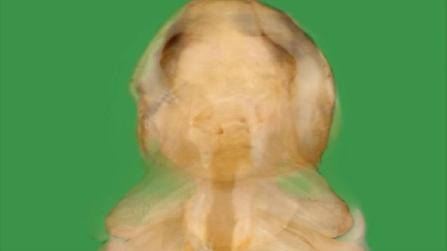 Der Avatar von Yana Zschiedrich transformiert sich zu einer Mehlwurmpuppe bzw. Nymphe